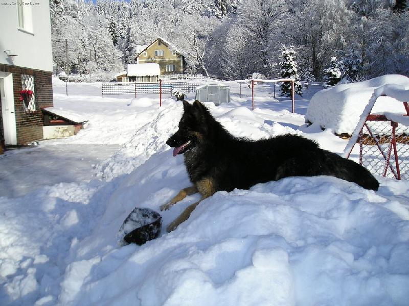 Foto: Odpo�inek na sn�hu:-)-Bellinka