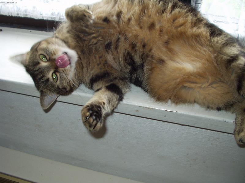 Foto: NA�E M��A-TAK NEVIM JESTLI SE JE�T� ZVEDNU..