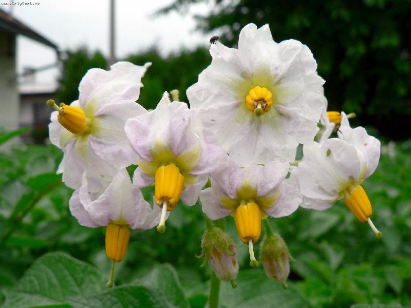 Foto: Kv�t brambory