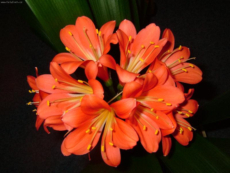 Foto: Kr�sa kv�t�-Kl�vie v zim�