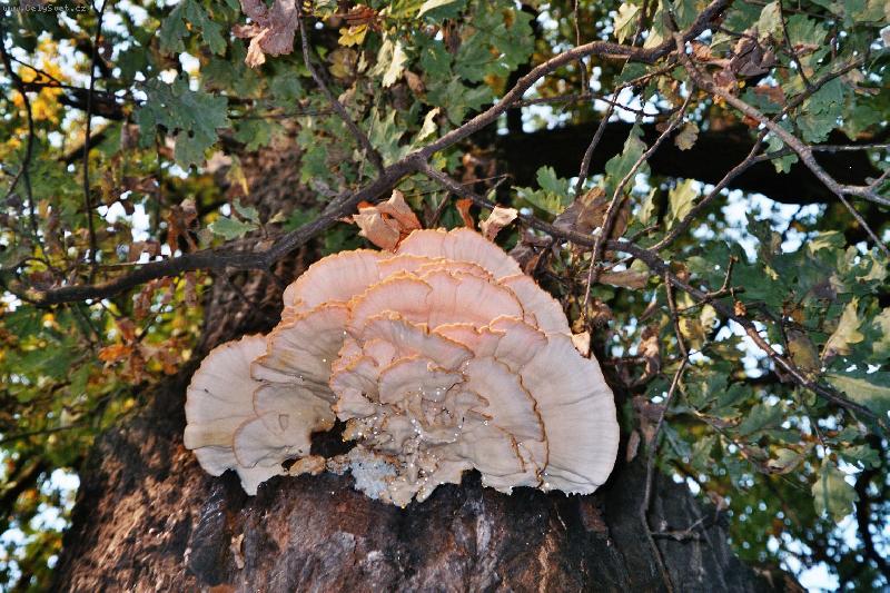 Foto: Suk�nka na strom�-Ze dne na den vyrostla na strom� n�dhera