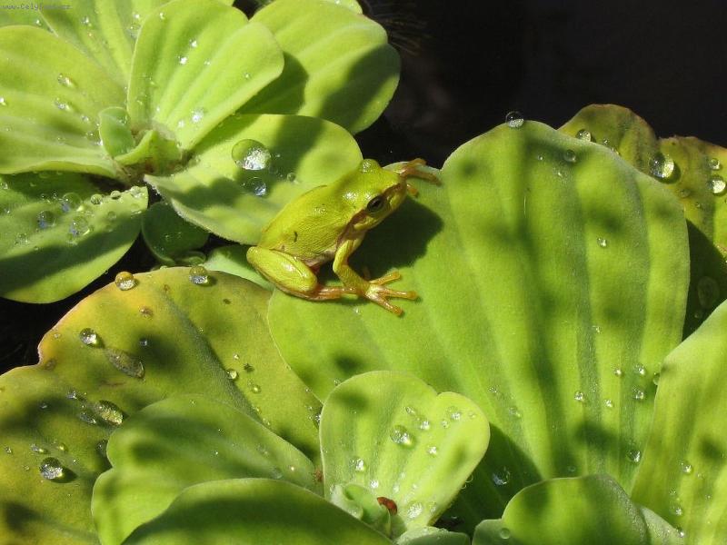 Foto: Rosni�ka-Prom�n� se?