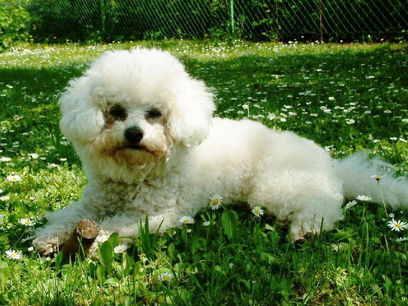 Foto: Sedmikr�ska-Bi�onek Charlie na chalup�