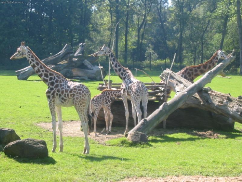 Foto: �irafi-�iraf� rodinka