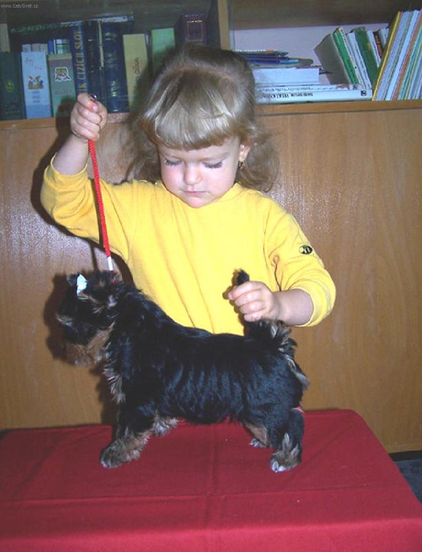 Foto: junio�i-2,5 let� kynolo�ka Ka�enka a 8 t�denn� york��r Gentleman Grey Pra�sk� Cyrano