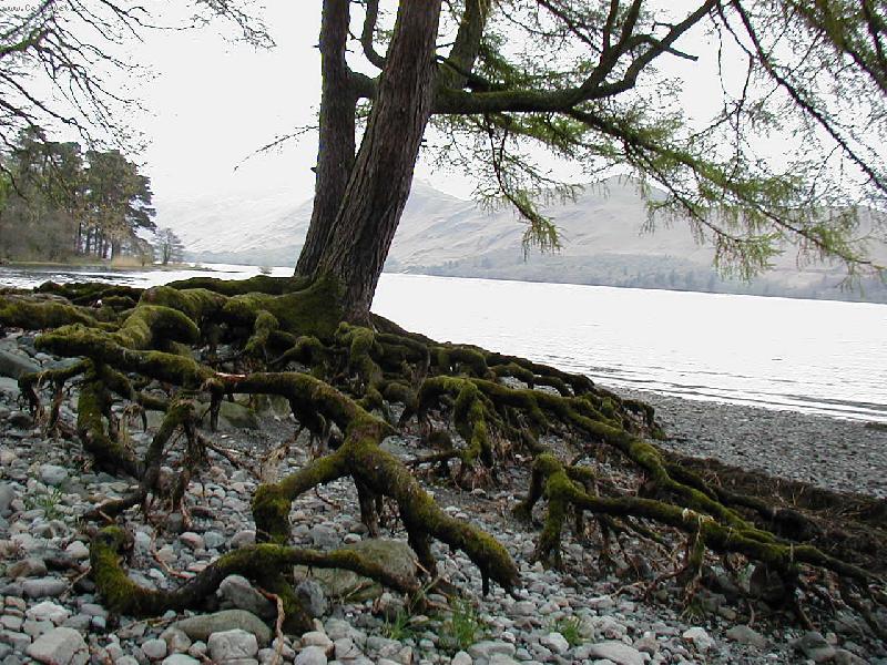Foto: Pavou�� strom-u jezera v Lake District