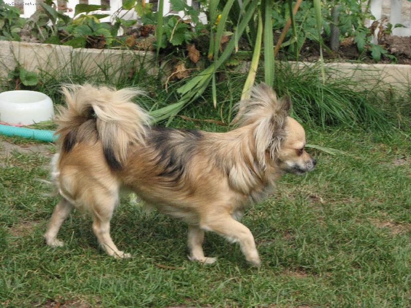 Foto: Hanapepe Bohemia Alke-kr�sn� Pepina