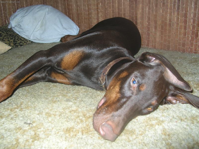 Foto: Fox��ek a jeho nev�sta Sydny-dobrman