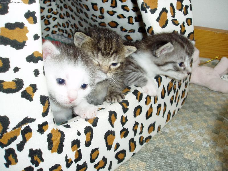 Foto: kuba,cecilka a mat�sek