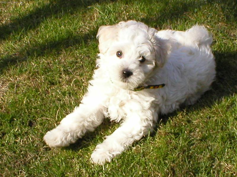 Foto: Idefix-�t�n�