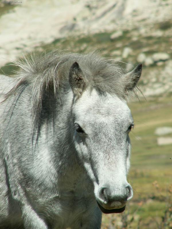 Foto: Voln� �ij�c� k�n�-Foceno na Korsice na trase GR20 v hor�ch.