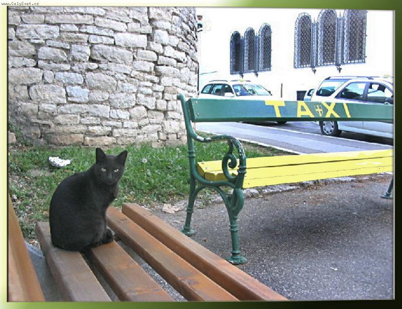 Foto: �ern� pasa�er ...-�ek� zbyte�n� - ani TAXI �ernou ko�ku nebere...