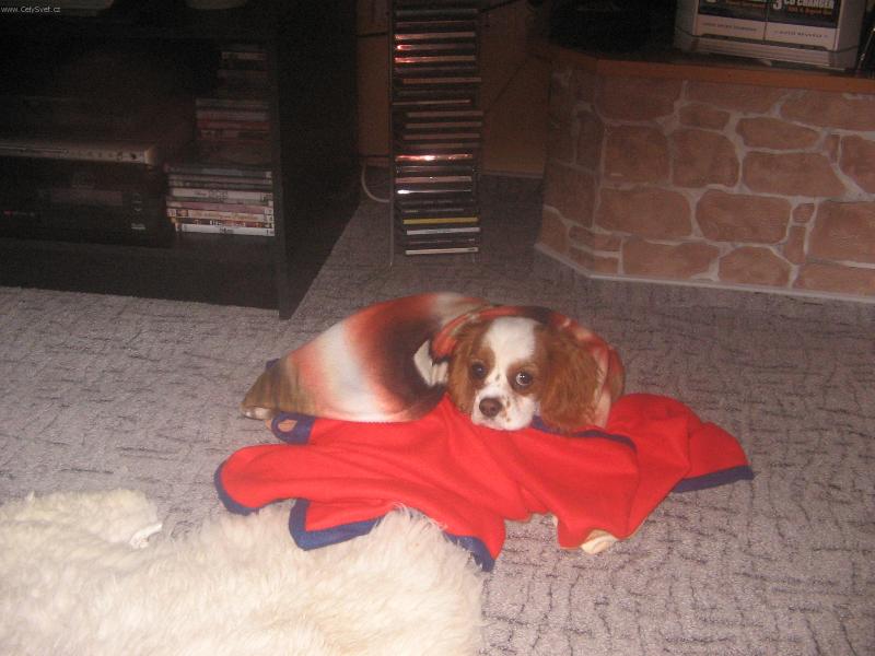 Foto: Kaval�r King Charles �pan�l-Je mi zima a chci si sd��mnout.