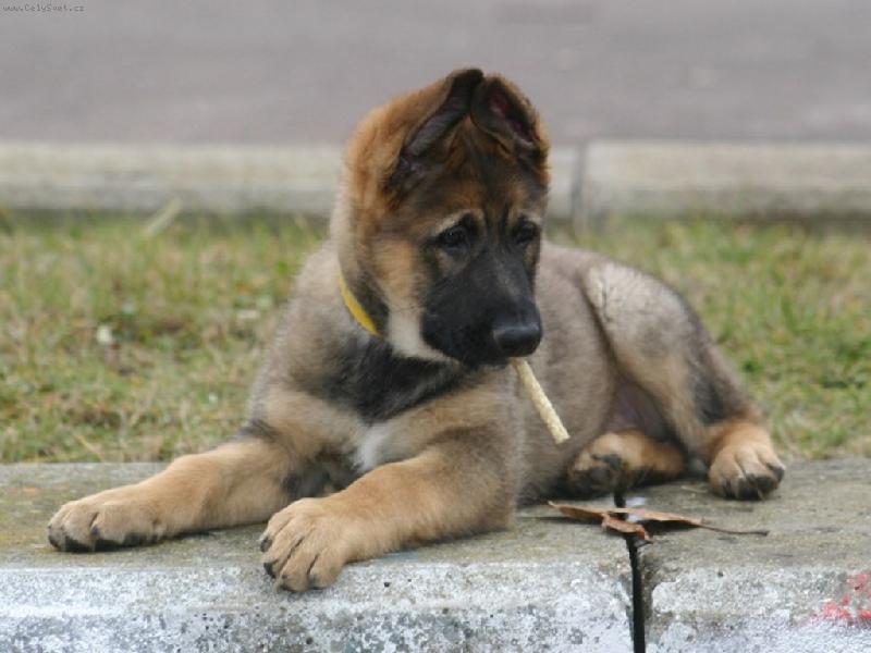 Foto: Kou�en� �kod� zdrav� :-)-�t�n� ov��ka s pamlskem