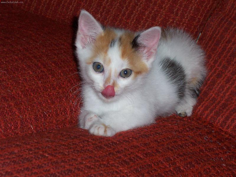 Foto: Mlsn� Dorotka-Mlsn� Dorotka