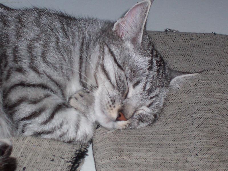 Foto: Roz�rka-Roz�rka