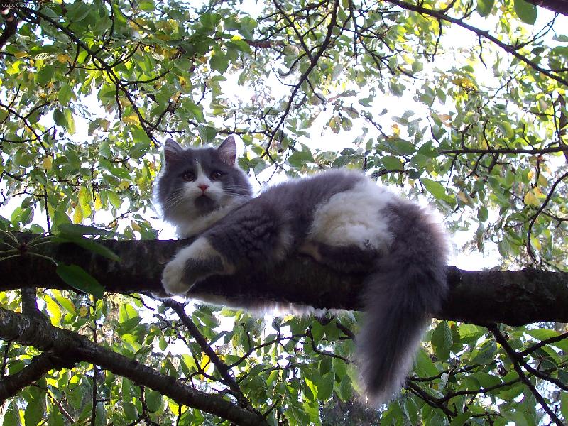 Foto: M��a-M��a v korun� stromu