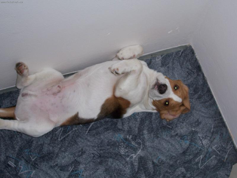 Foto: mrtv� brouk-d�l�n� mrtv�ho brouka mu jde dob�e