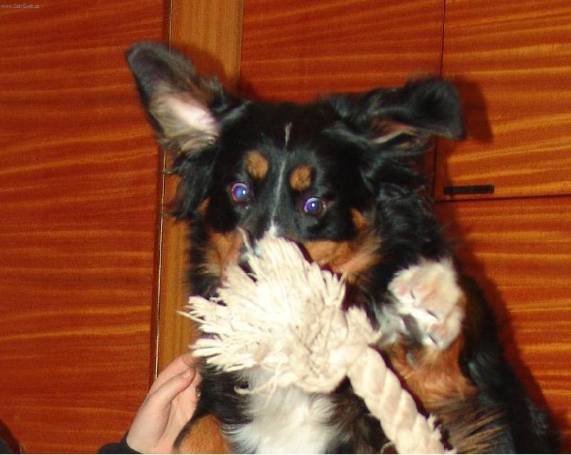 Foto: Mal� dravec-V�niv� lovec uzl�k�.