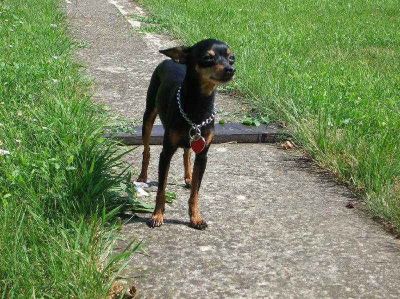 Foto: Vyh��v�n� na slun��ku-Na zahr�dce je dob�e