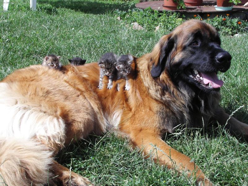 Foto: Bonnie B. Bora z Miloti�ek ch�vou-Bonnie a ko�ata