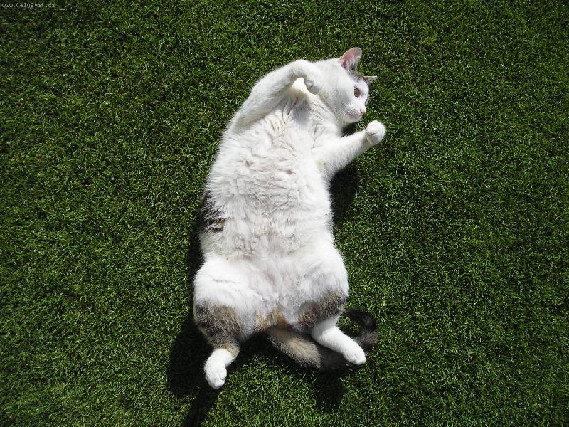 Foto: Ko�i�ka-Oto�� m� n�kdo? :-))))))))