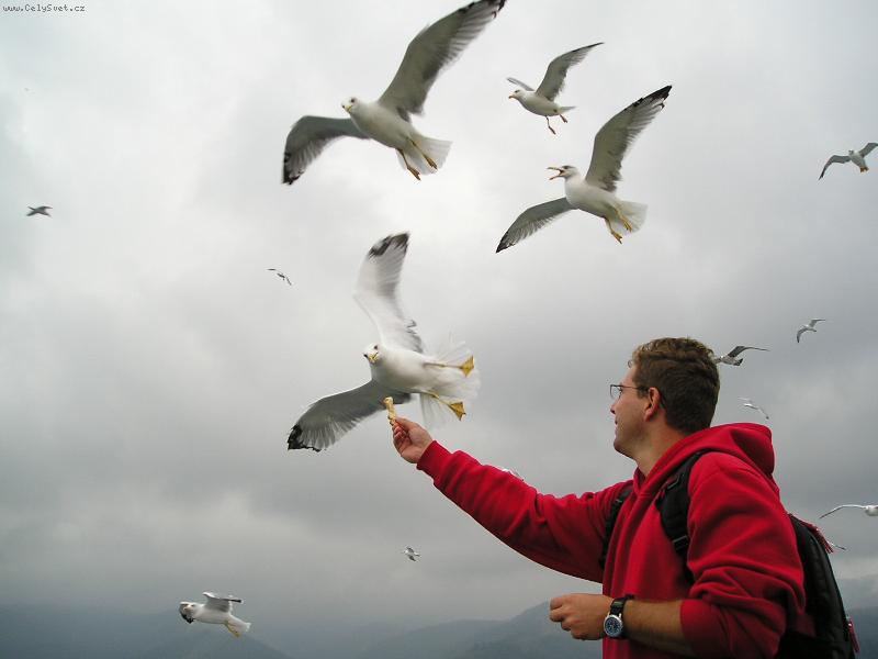 Foto: Trajekt & Racci-Krmen� na trajektu