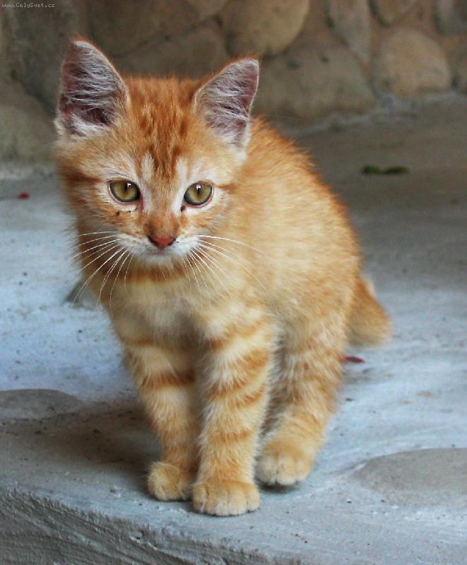 Foto: ... ne� se n�m ztratila :-(