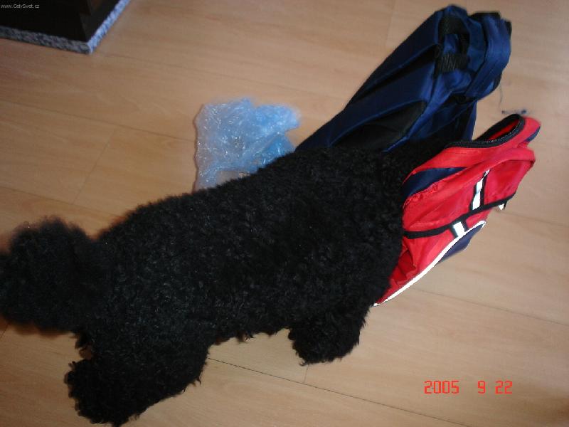 Foto: pudl�kTom-ta pani�ka tam m� ale bordel