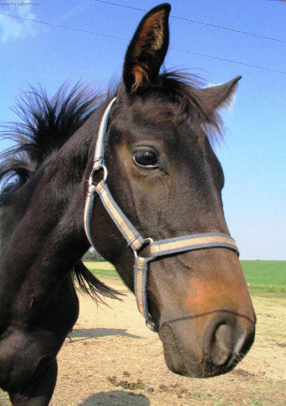 Foto: Kon�k-Toto je kon�k kter�ho jsem vyfotlia na sout�i