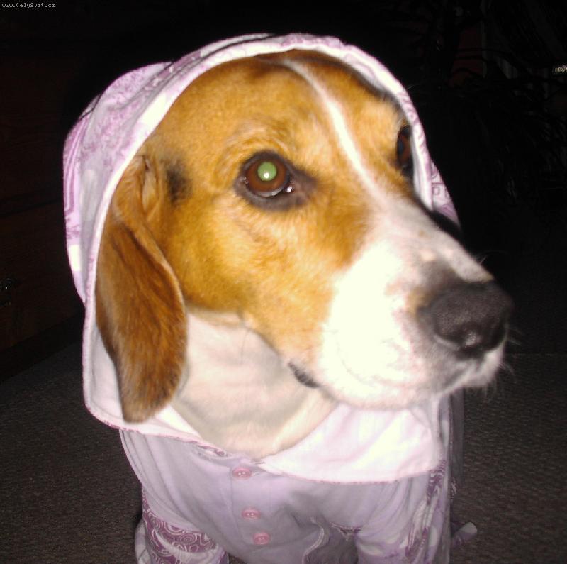 Foto: Charlie ve vych�zkov�m obleku