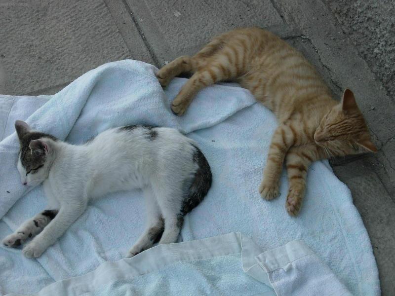 Foto: Pan� L�za Fouskov� a Pan Reze�ek Fousek-To je pohodl��ko co????,kdy� si takhle le��te na dece,ale m�ma v�s brzo vyhod�...