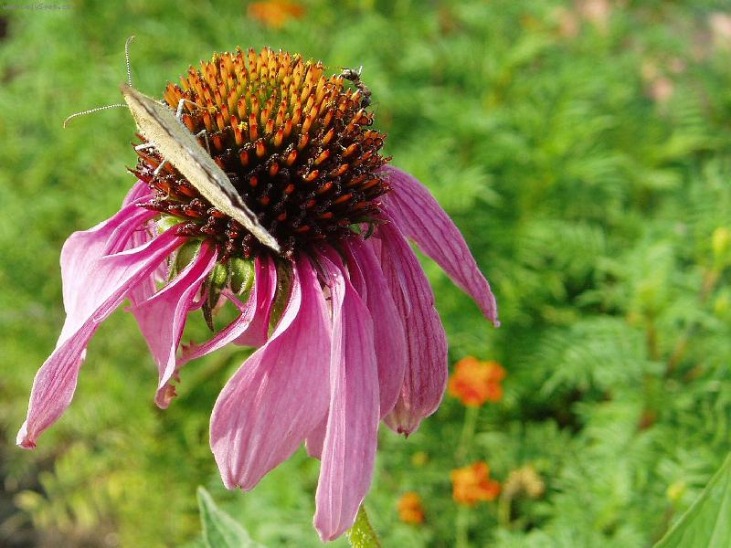 Foto: Echinacea-Odpoledn� sva�ina