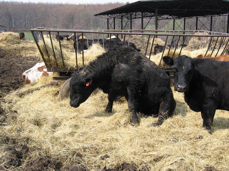 Foto: Unaven�-Sed�c� b�k