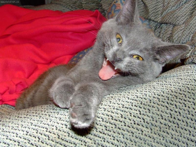 Foto: babou-�sm�v