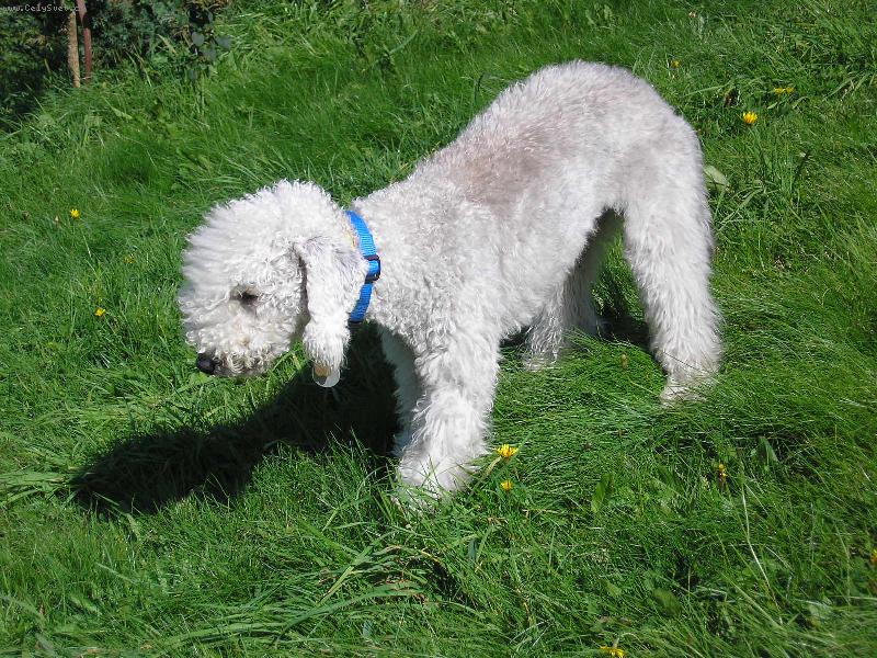 Foto: pasu se jakoovce, vypad�m jako ovce, ale nejsem ovce:)