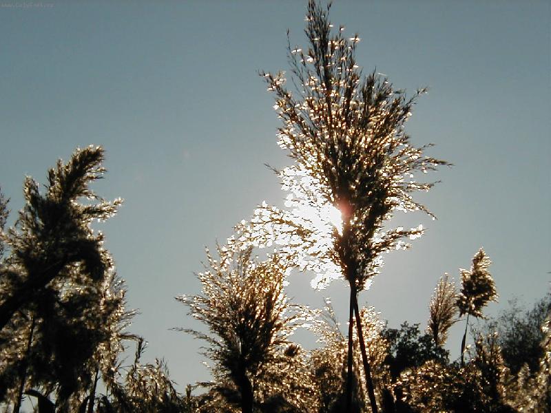 Foto: Schovan� slunce-Za��naj�c� podzim