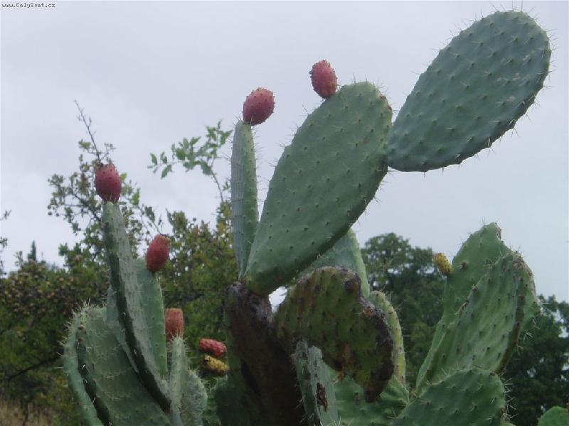 Foto: Opuncie-�ecko-kaktus opuncie