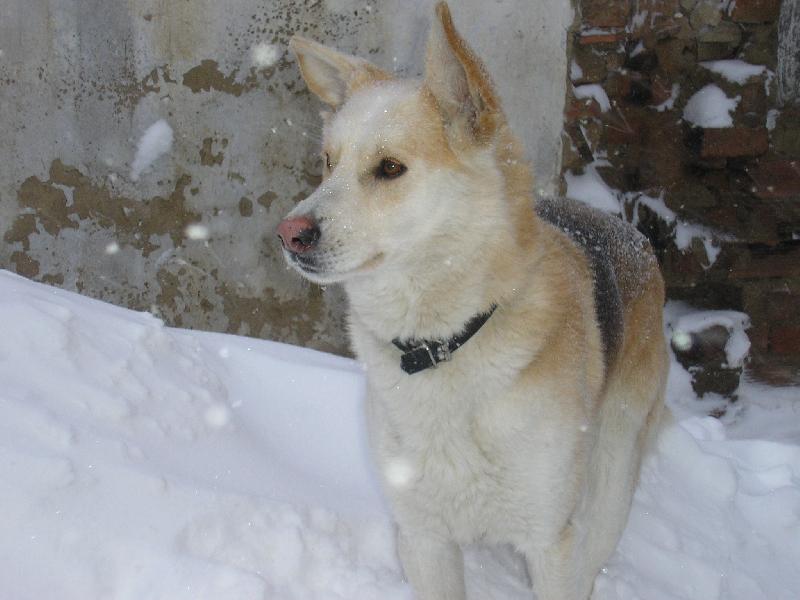 Foto: Dag-Hr�tky ve sn�hu