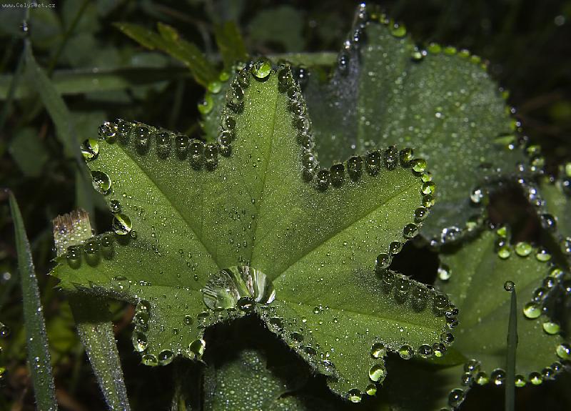 Foto: kontryhelov� rosa