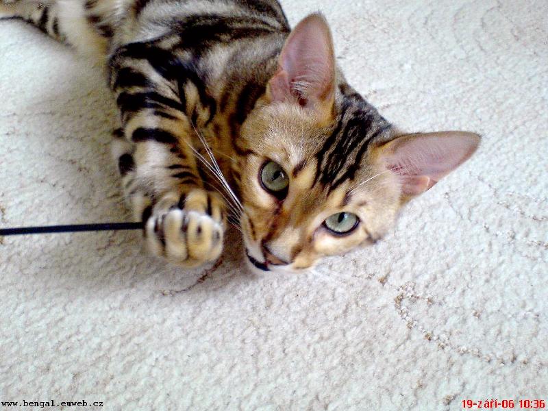 Foto: hrahu si-kocourek si chytil hra�ku