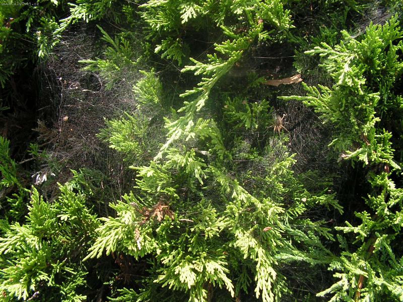 Foto: priroda-krasna pavucinka s obyvatelem