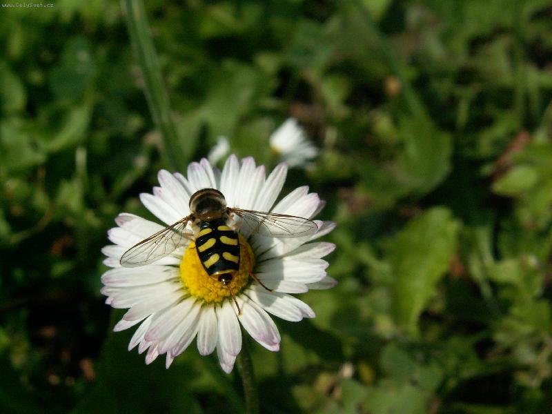 Foto: P��roda v detailech