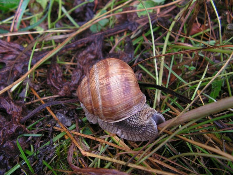 Foto: krajinka-snecku snecku vystrc ruzky