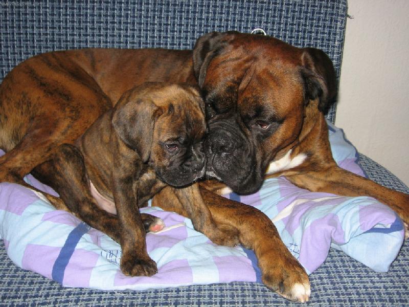 Foto: Black a Rocky-To je tat�nek se svym syne�kem:)