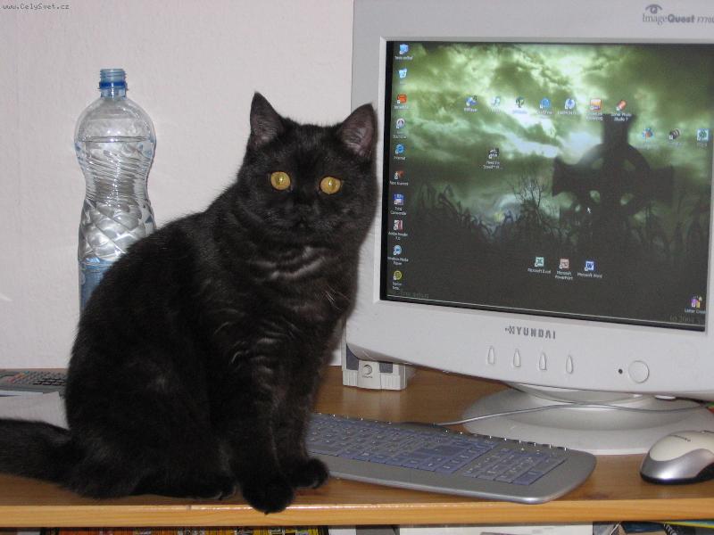 Foto: �ikinka-�ikinka je polopersk�:)