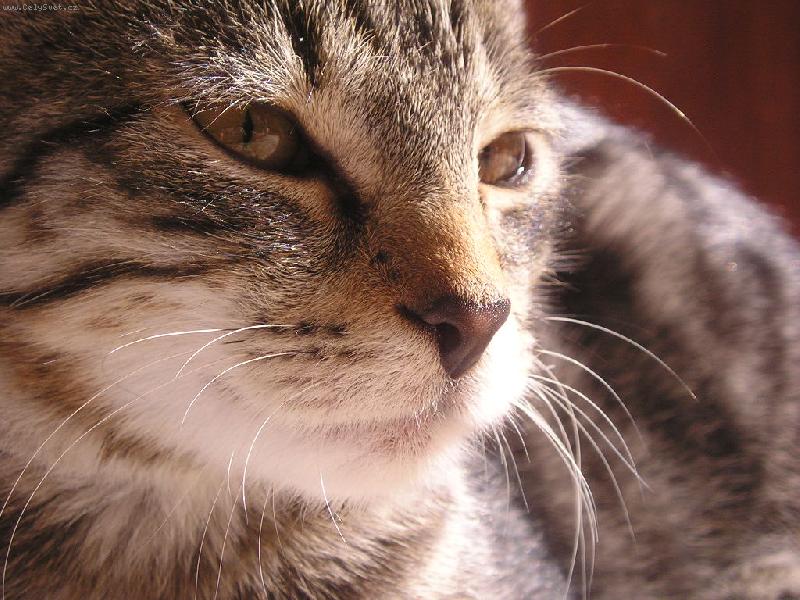 Foto: Detail-ani odpo�inout m� nenechaj�....