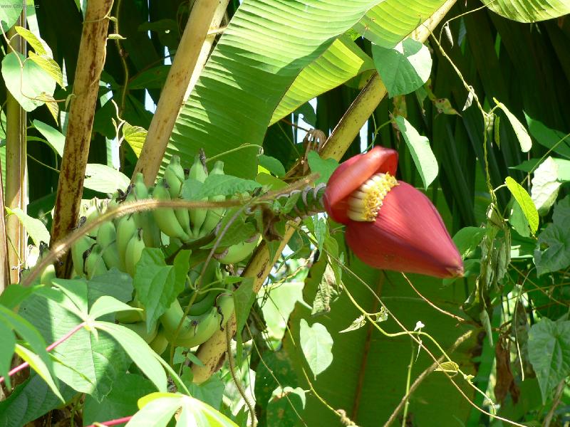 Foto: kv�t ban�novn�ku