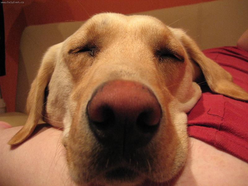 Foto: ARTIK-Pes nejlep�� p��tel �lov�ka