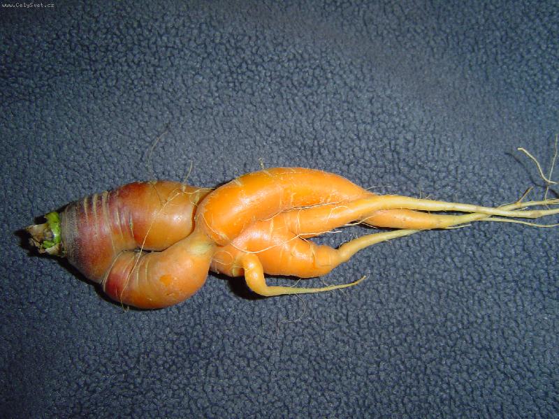 Foto: J� se styd�m!